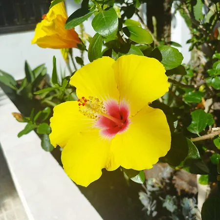 公寓 Casa De Maria Luisa